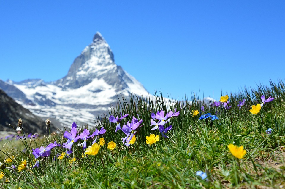 Wildflowers bloom beneath mountain peaks.