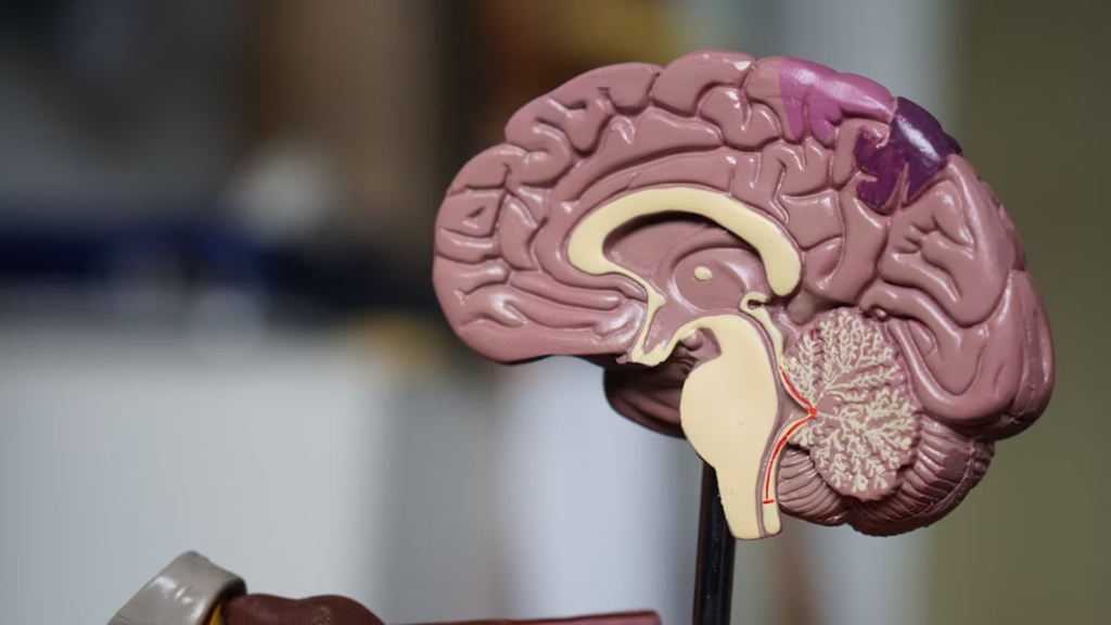 3D model of the human brain