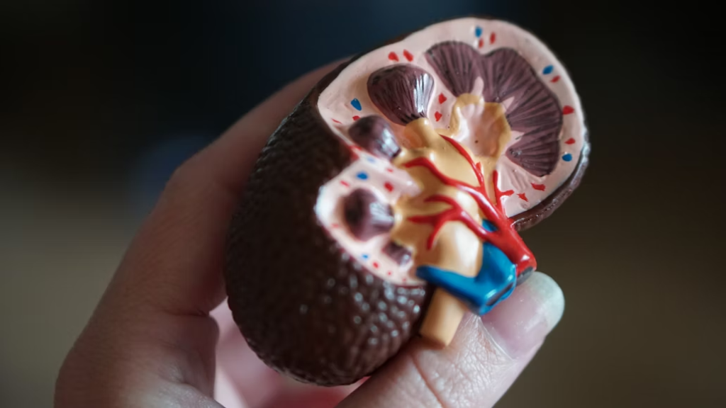 Fast food strains your kidneys