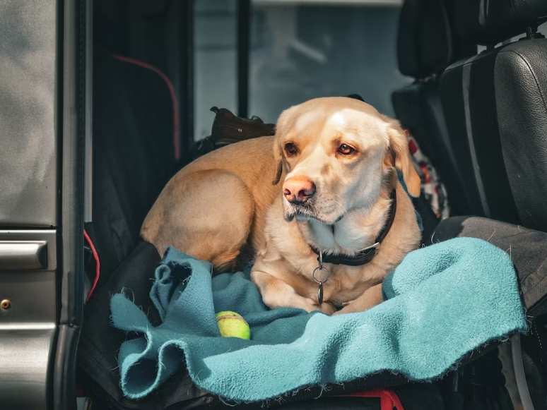 Dog is ready in the car in case of an emergency