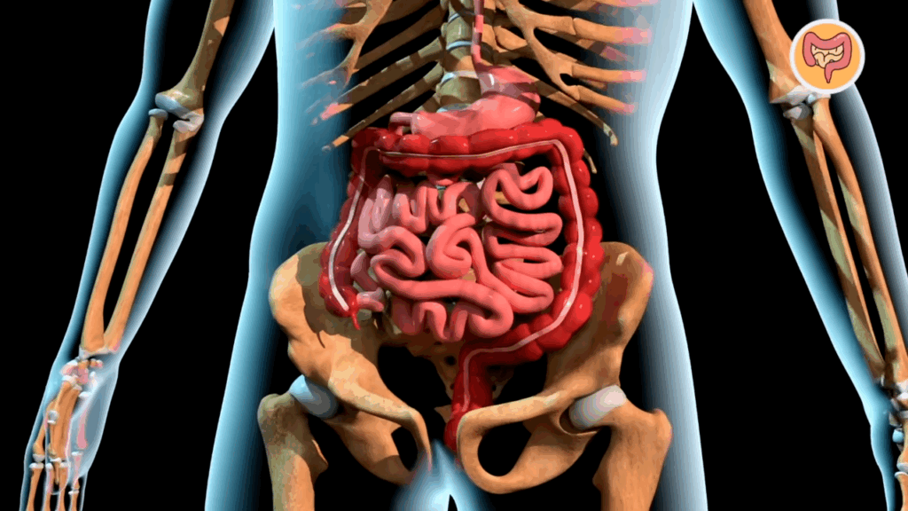 3D anatomical illustration showing how cancer leads to death through digestive organ failure