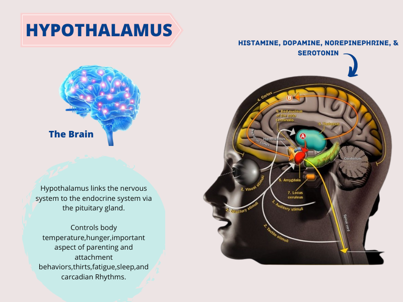Medical diagram of brain showing hypothalamus location and its role in controlling body temperature, hunger, and sleep cycles.