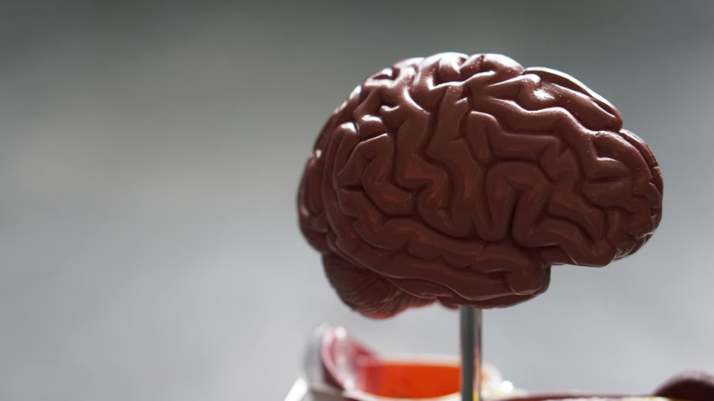 Brown anatomical brain model positioned on a metal stand against a blurred background.