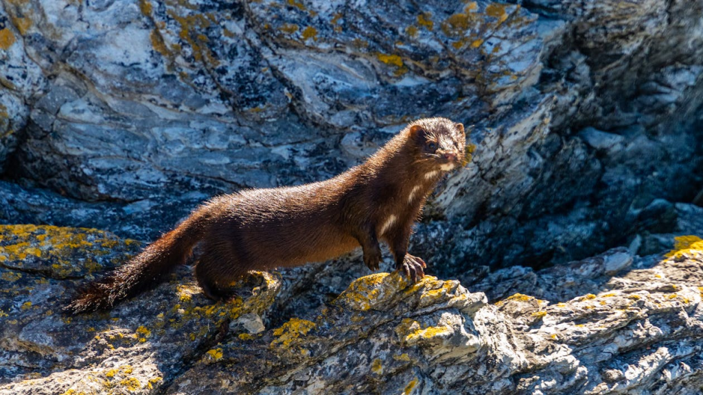 Close up of a Mink