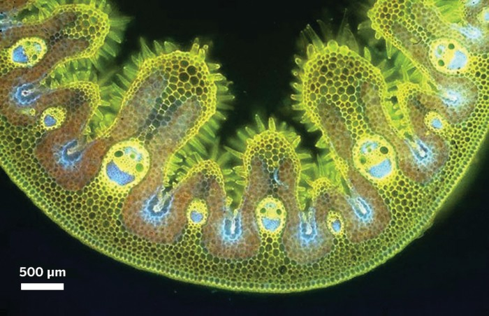 Cross section view from a foldscope user, showing smiling grass.