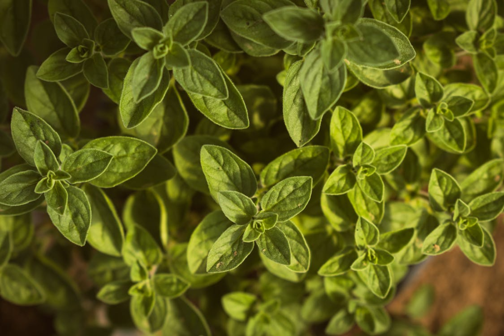 A close up of a plant with green leaves