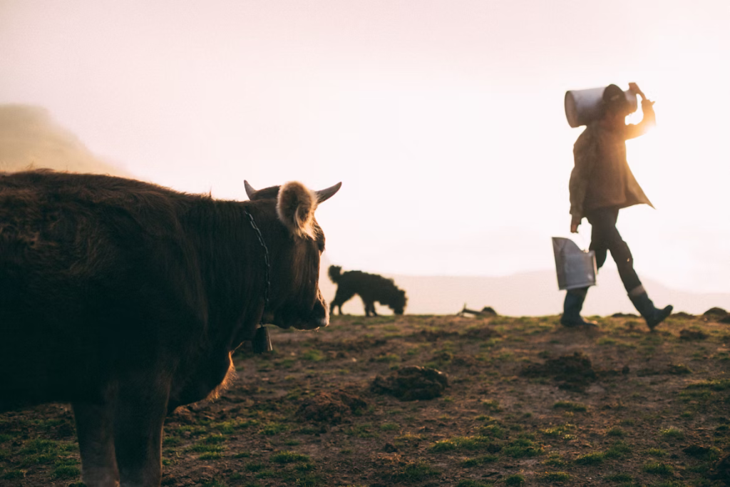 Farmer carrying dairy containers at sunset on a farm.