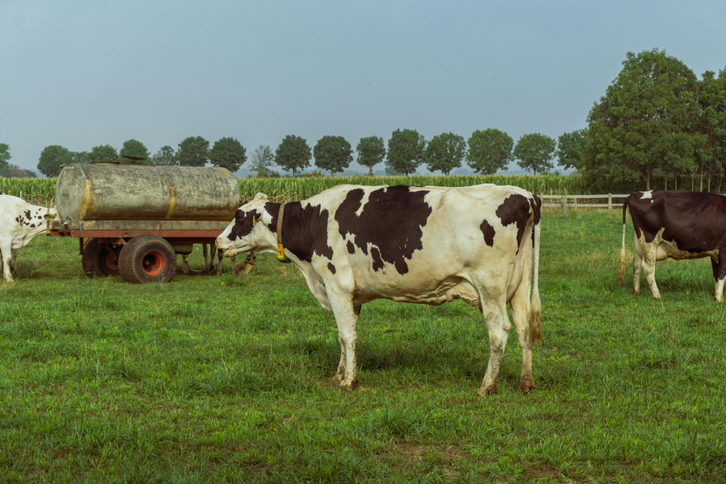 Holstein dairy cows grazing in a green pasture.