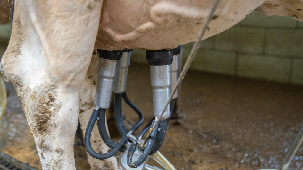 Milking equipment attached to a dairy cow.