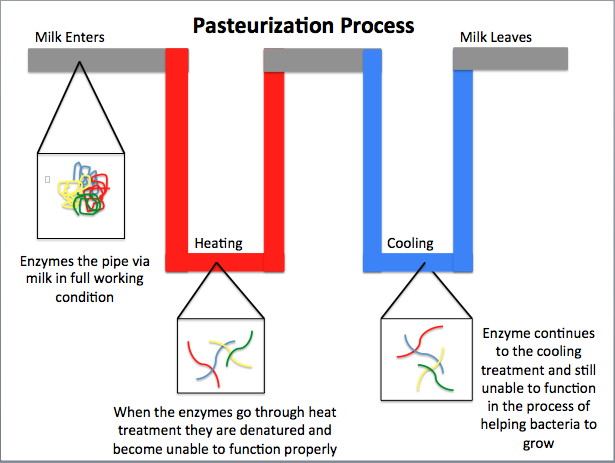 Diagram showing how pasteurization heats raw milk to make it safe for public consumption.