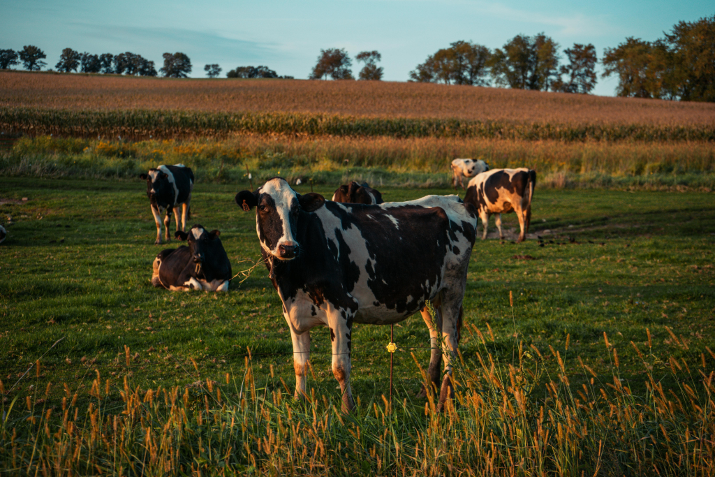 Black and white dairy cows standing in a field.