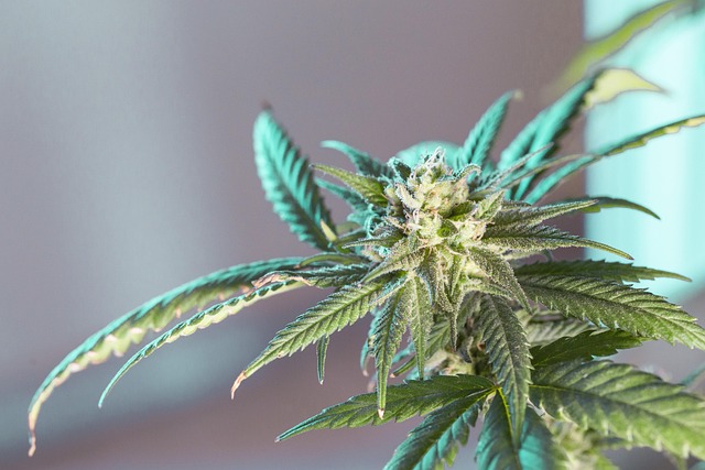 marijuana plant