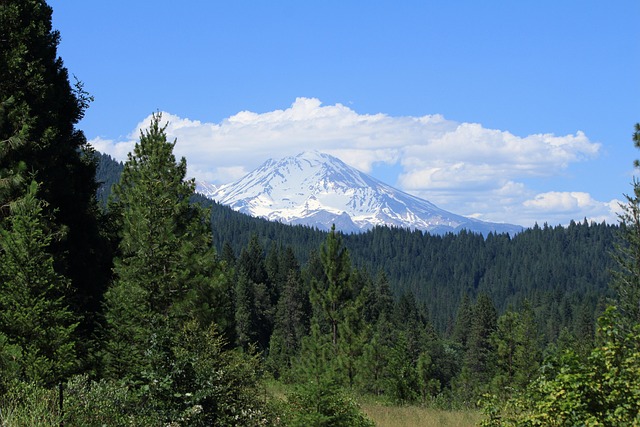 forest around mount shasta