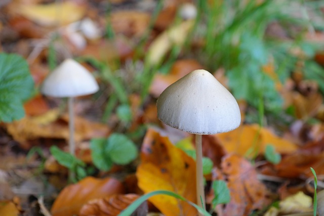 mushrooms on forest floor