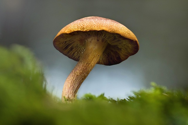 mushroom