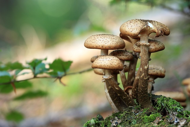mushrooms in the wild
