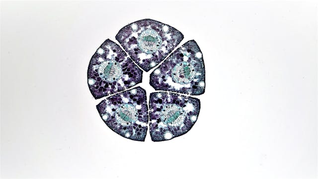 cell under a microscope