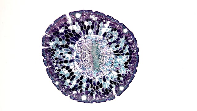 cell under a microscope