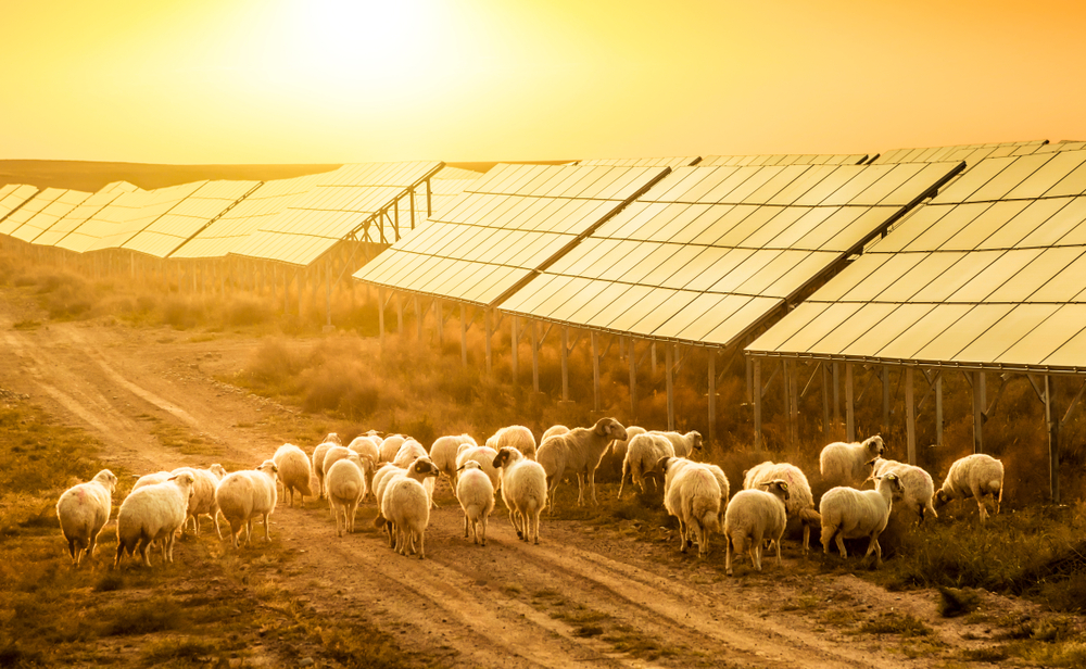 Flock of sheep pasturing under the sun is below the solar panel