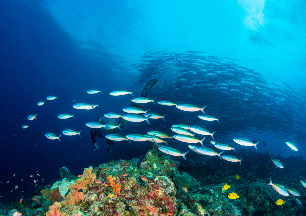 a school of beautiful fishes