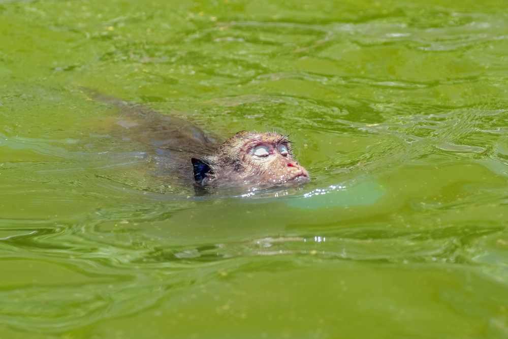 Close up the monkey swimming in the pond with green water background, summer at Wat Tham Khao Luang, Phetchaburi, Thailand.