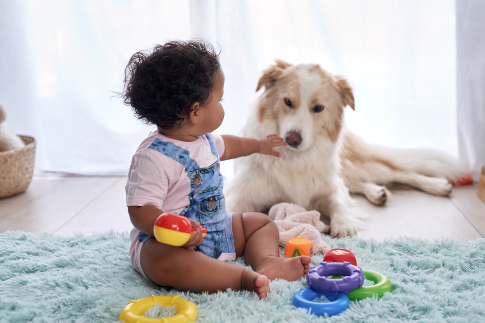 Baby girl sitting on floor playing with family pet dog, child friendly border collie