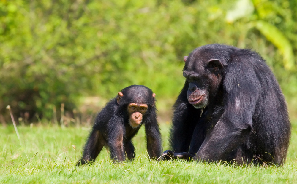 a family of chimps sitting on some green grass , relatives