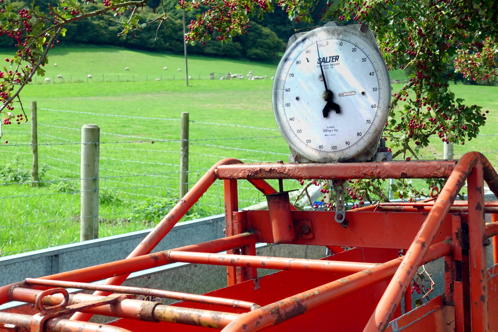 Norden, England - Aug 29 2018: Sheep or animal weighing scales by Salter of England, slightly rusty, outside in a field with sheep in the distance