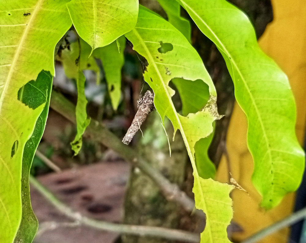 phereoeca uterella perch on green leaf