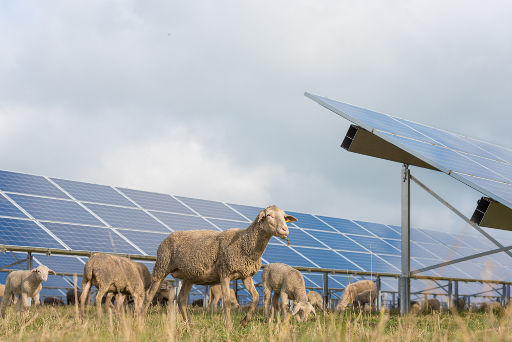 many solar power panels with grazing sheeps - photovoltaic system