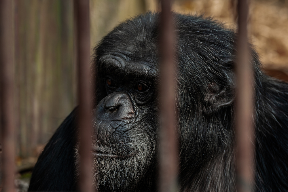 Sad chimpanzee behind a steel grid