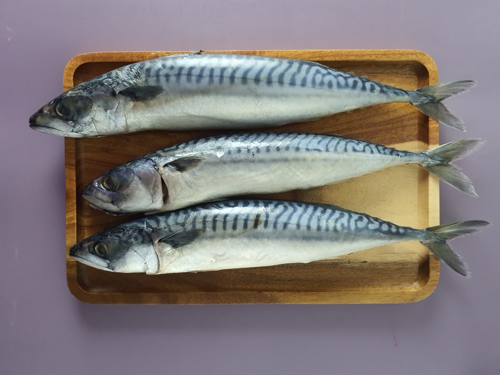 Three Saba Chub Mackerel fish or Scomber japonicus on the wooden tray with purple background. Raw marine fish. Protein and potassium source for human body. Famous in Japanese dish. Malaysia