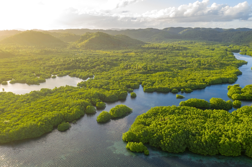Anavilhanas archipelago, flooded amazonia forest in Negro River, Amazonas, Brazil. Aerial drone view
