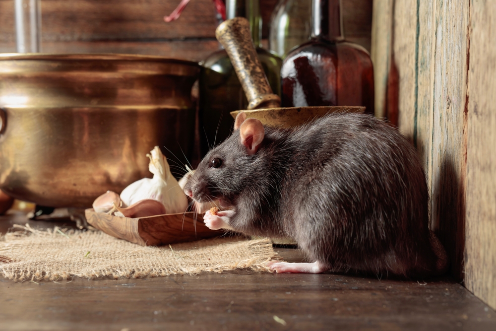 Rat on a table with old kitchen utensils in a wooden shed.