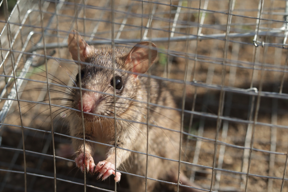 Selective focus House rat trapped inside and cornered in a metal mesh mouse trap cage. Concept of fear and pest control.