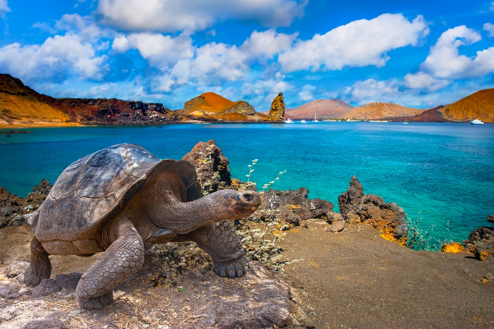Galapagos Islands. Galapagos tortoise. Big turtle. Ecuador.