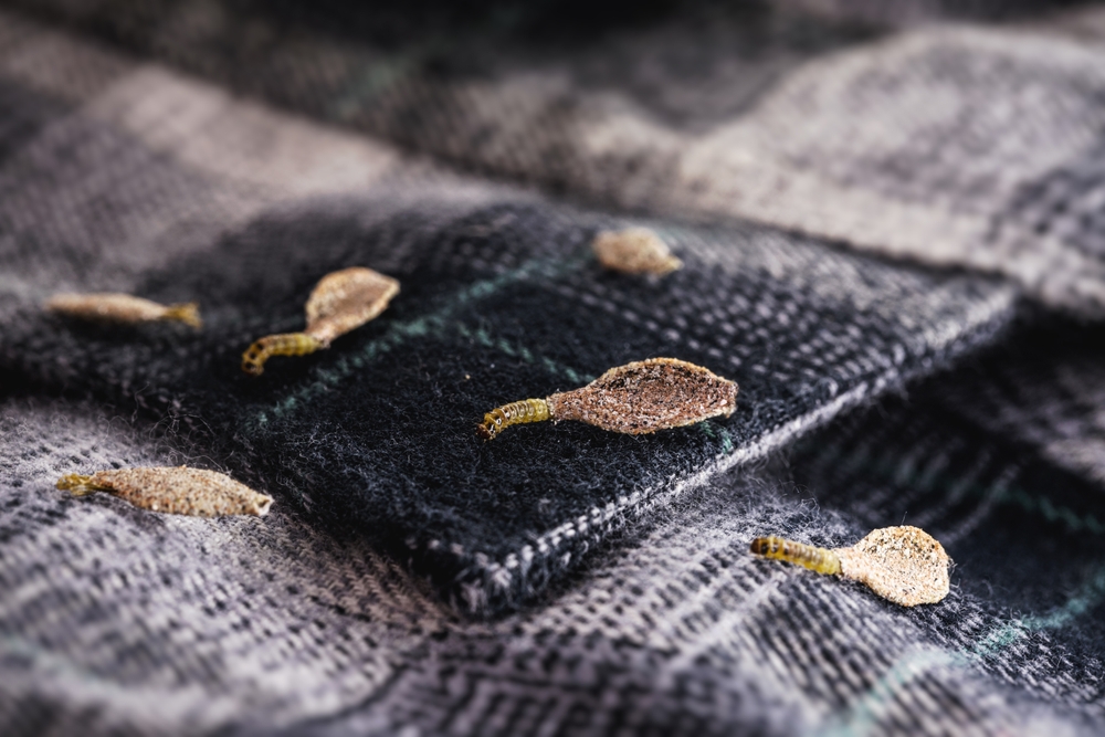 Wall moth larvae, or clothing moths, feed on fur, wool, dead skin fragments, hair and paper. Pierces stored and old clothes, need for detection