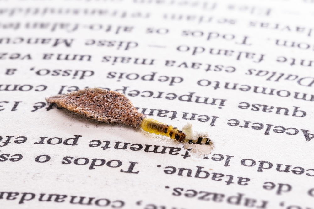 moth larva in cocoon on old book, feeding on paper or cellulose, macro photo of urban pest, lack of hygiene, humid environment, insects indoors