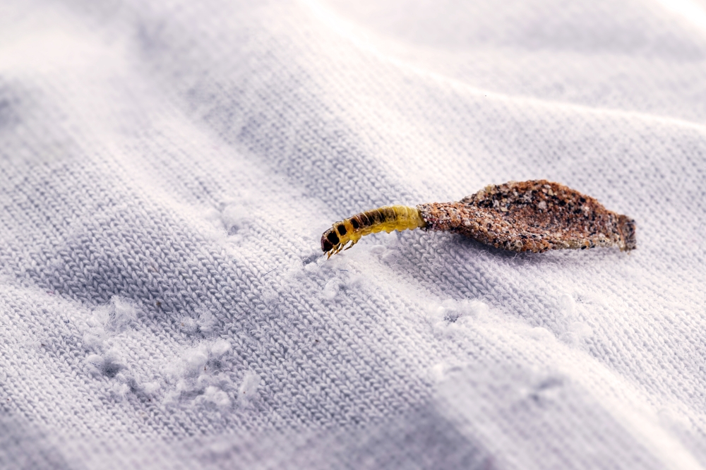 Wall moth larvae, or clothing moths, feed on fur, wool, dead skin fragments, hair and paper. Pierces stored and old clothes, need for detection