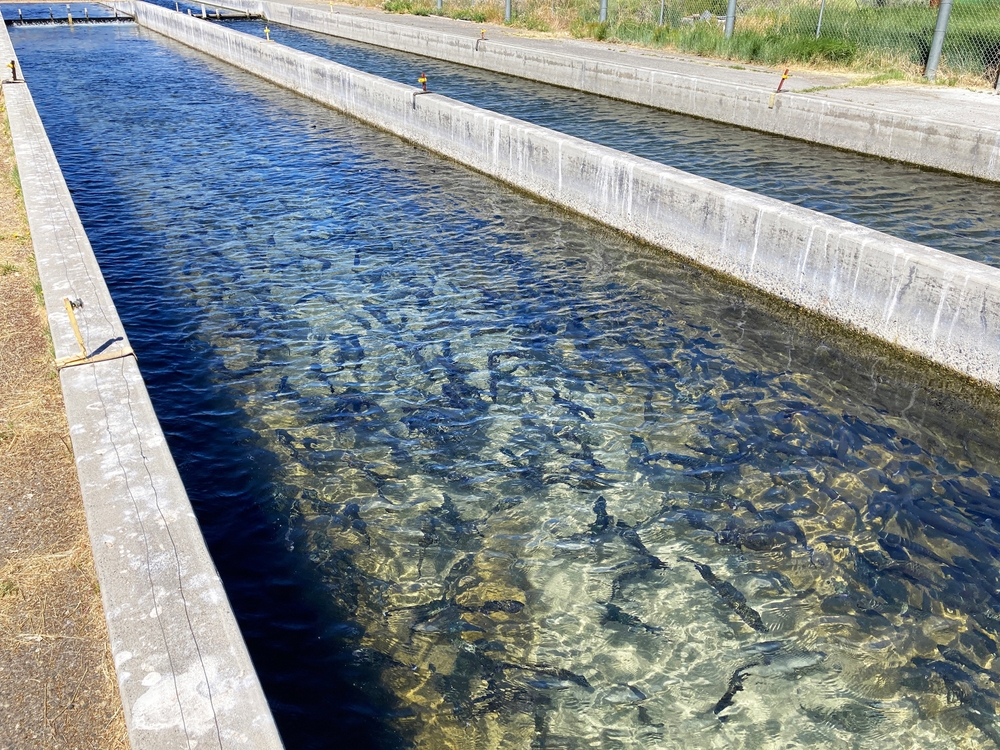 Rainbow trout, Oncorhynchus mykiss, in fish hatchery raceways at Eastern Sierra Nevada Mountains, California.