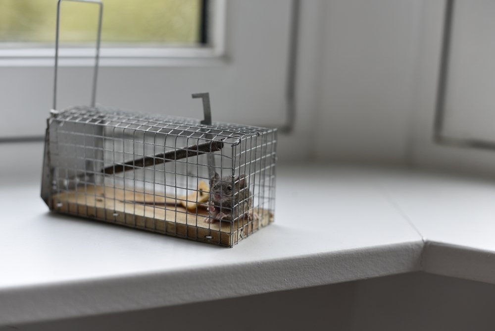 Catching mouse in the wire trap. Mouse in een animal-friendly trap.Mouse attempts to escape. Pests locked.Self-caught animal in iron cage, which keeps him alive.