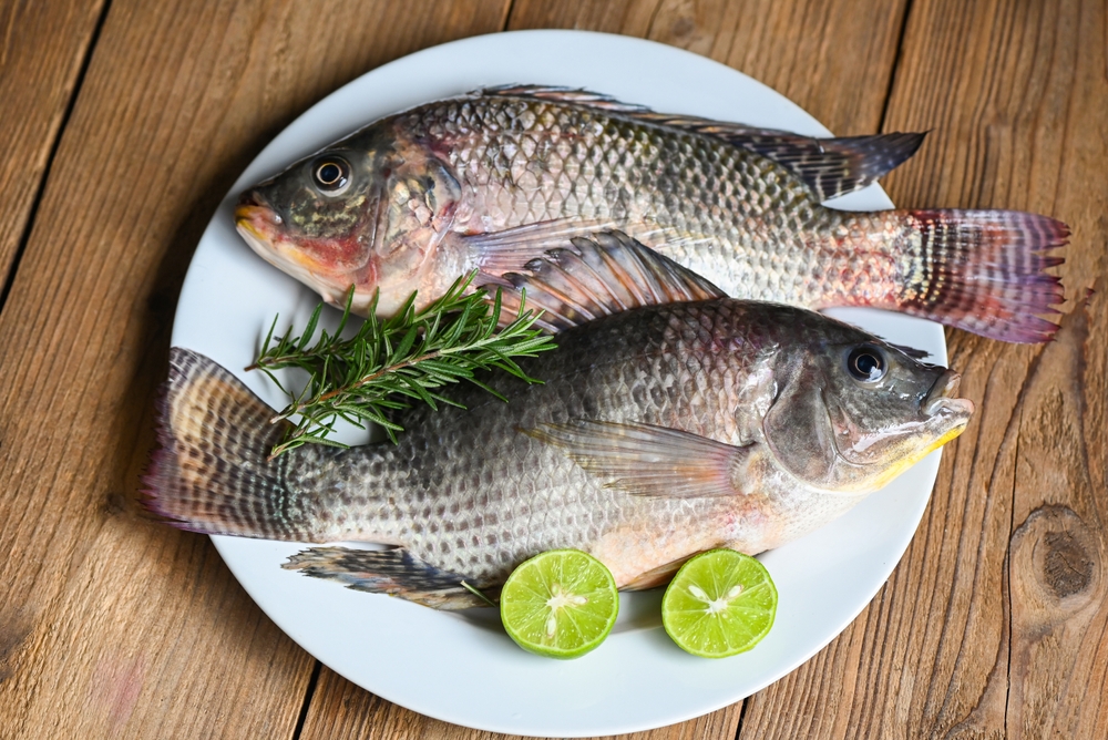 Tilapia with white plate with rosemary lemon lime on wooden background, Fresh raw tilapia fish from the tilapia farm - top view