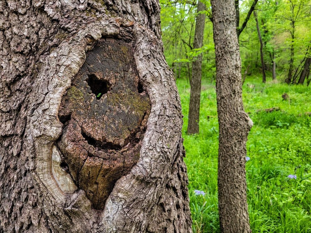 Face appearing in the side of a tree