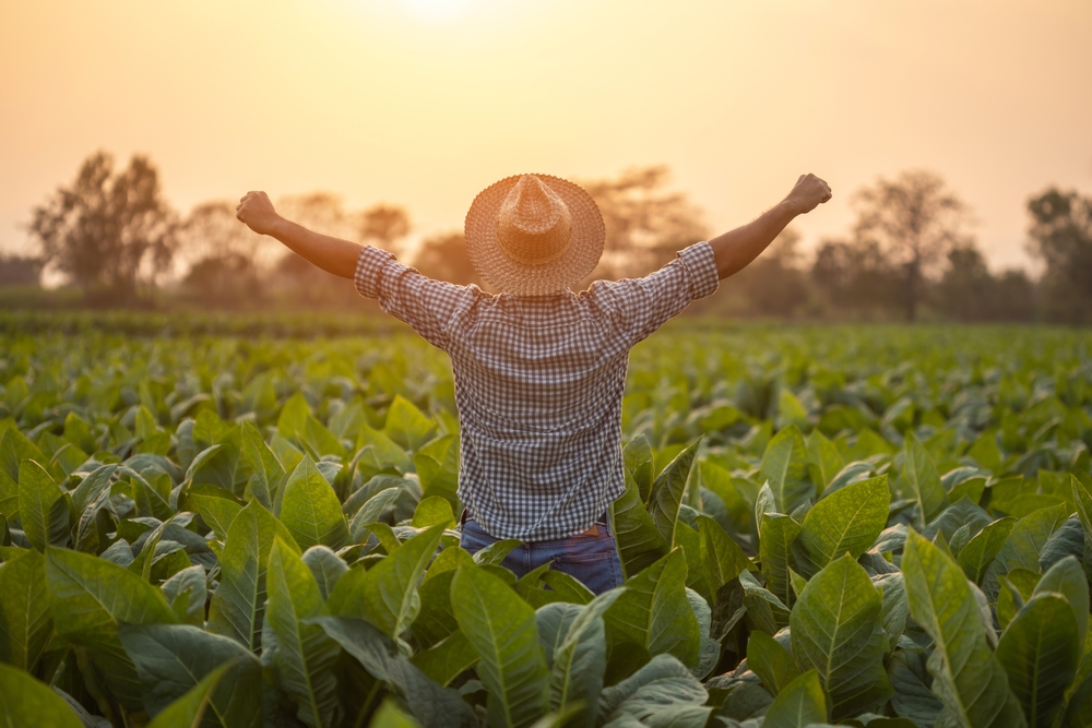 Happy farmer. Asian farmer working in the field of tobacco tree, spread arms and raising his success fist happily with feeling very good while working. Happiness for agriculture business concept.