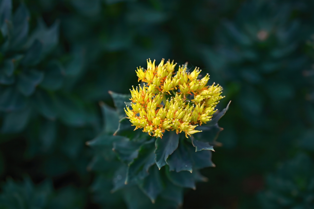 Rhodiola rosea blooming yellow flower and green stems close-up. Flower sprouts in spring. Golden Root, Rose Root or Roseroot plant. Medicinal plant Rhodiola rosea, green background