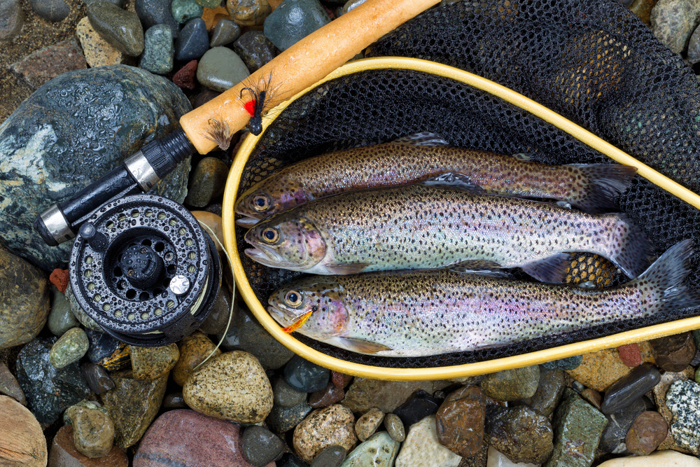 Top view of wild trout, inside of landing net, with fishing fly reel, pole and assorted flies on wet river bed stones
