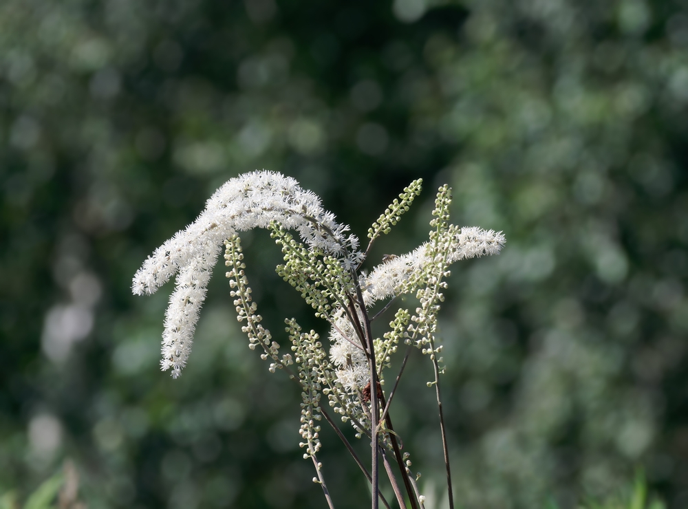 Black Cohosh resp.Cimifuga racemosa,lower Rhine region,Germany