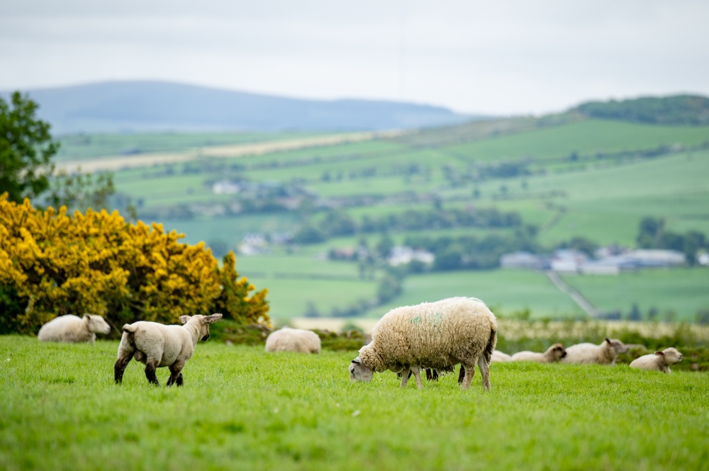 Sheep marked with colorful dye grazing in green pastures. Adult sheep and baby lambs feeding in lush green meadows of Ireland.