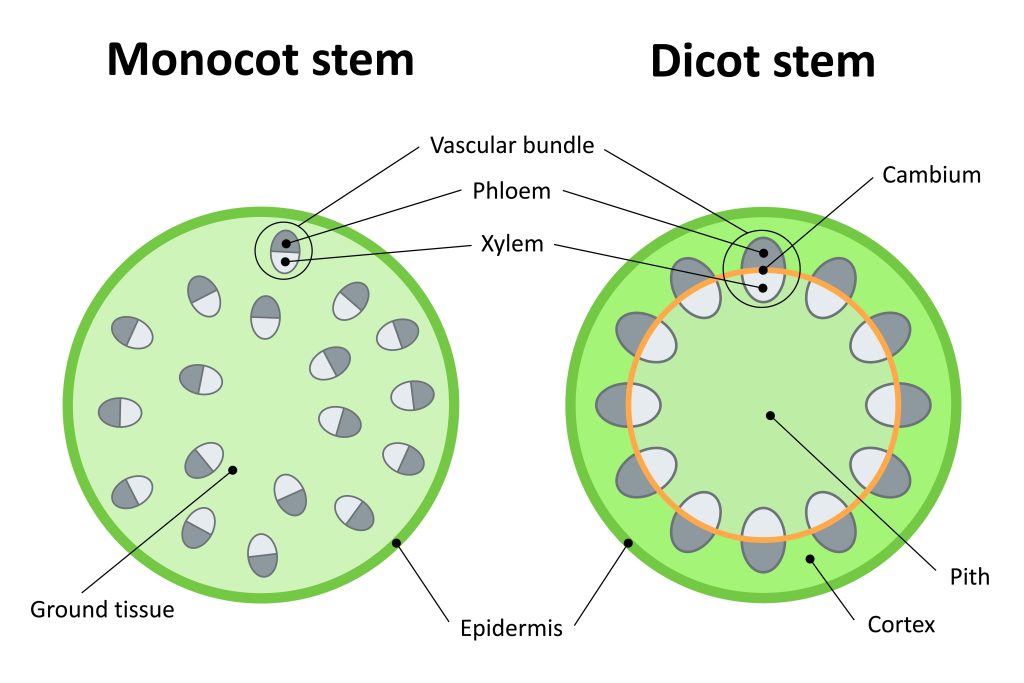 Monocot stem and dicot stem. Diagram.