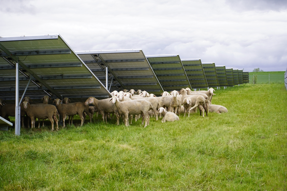 The sheeps (Ovis) serve as mowers in a system with solar panels. Gundelshausen – Bavaria, Germany.